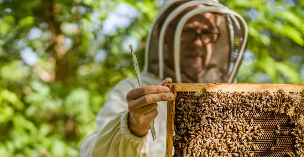 A Beginner’s Guide to Beekeeping: What You Need to Know