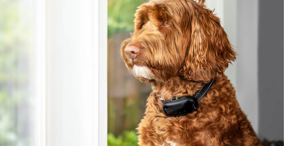 How to Choose the Right Bark Collar for Your Dog