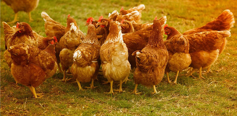 Make Chicken and Poultry Plucking Easy with Our Reliable Pluckers