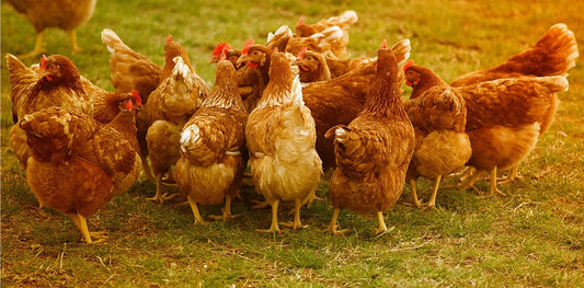 Make Chicken and Poultry Plucking Easy with Our Reliable Pluckers
