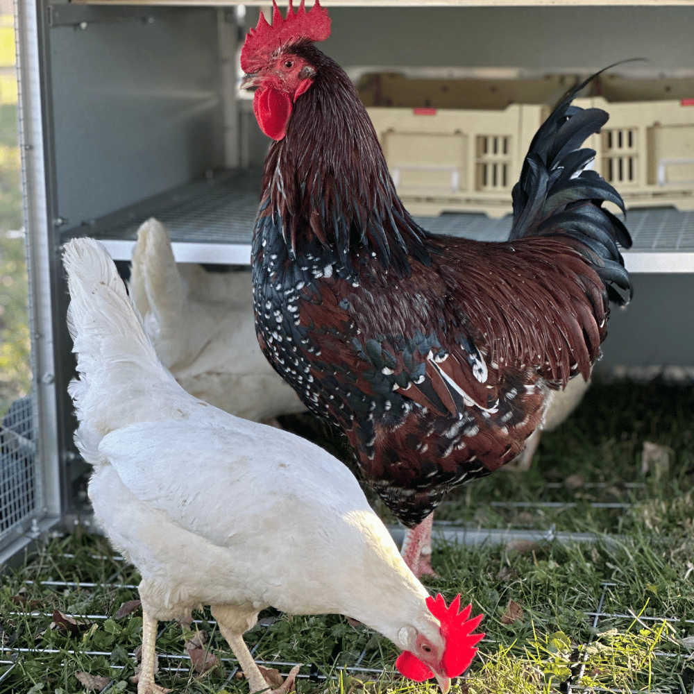 Rooster Farms Collapsible Chicken Nesting Box - 24cm x 30cm x 14.3cm