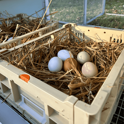 Rooster Farms Collapsible Chicken Nesting Box - 24cm x 30cm x 14.3cm