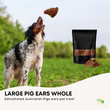 Dog Treat Large Pig Ears Whole  - Dehydrated Australian Healthy Puppy Chew