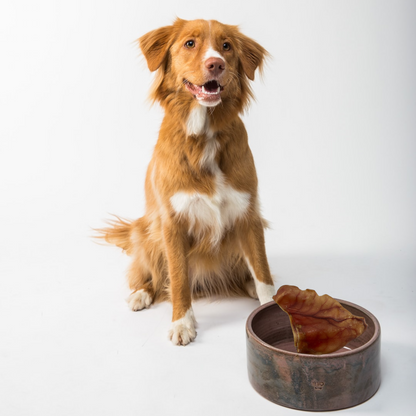 Dog Treat Large Pig Ears Whole  - Dehydrated Australian Healthy Puppy Chew