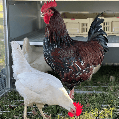Rooster Farms Collapsible Chicken Nesting Box - 24 x 30 x 14.3cm Poultry Nest