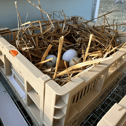 Rooster Farms Collapsible Chicken Nesting Box - 24 x 30 x 14.3cm Poultry Nest